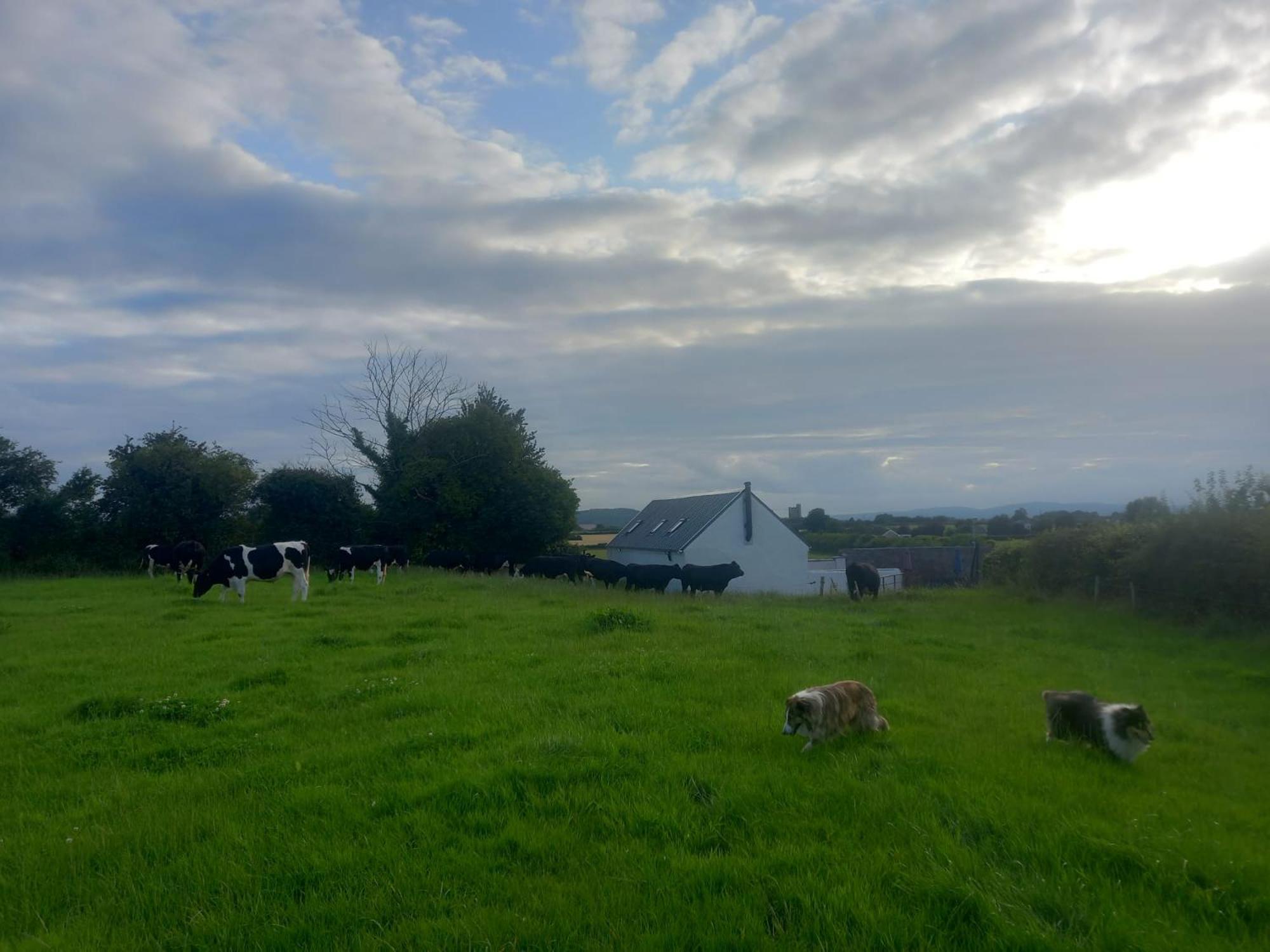 Kitty'S Cottage - Horse And Jockey, Cashel Thurles Exterior photo