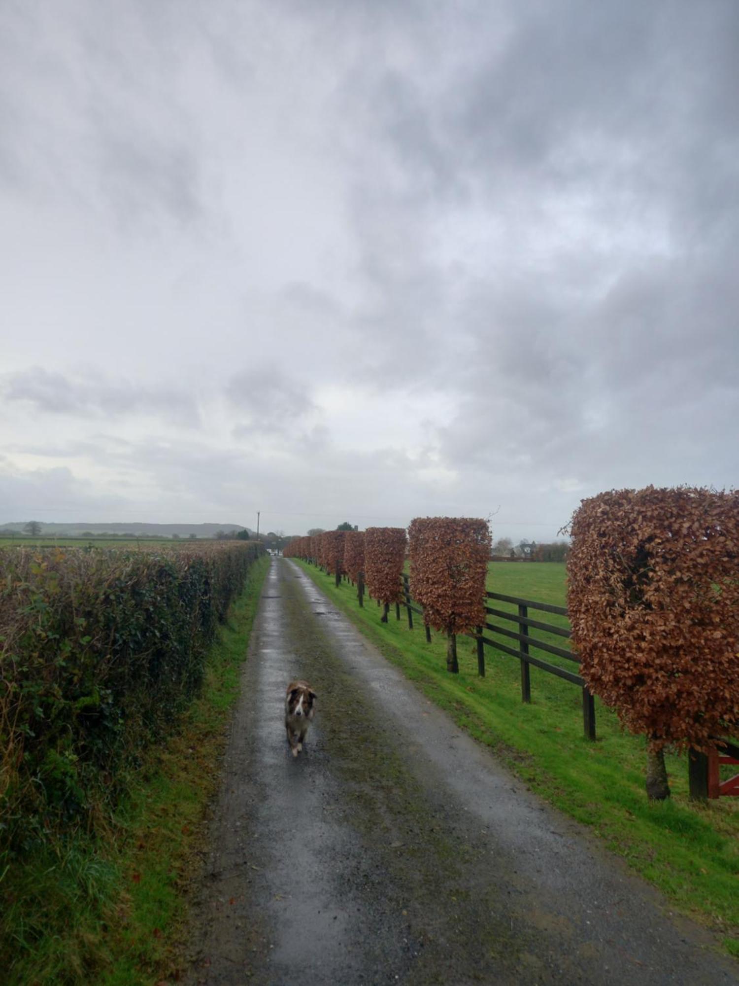 Kitty'S Cottage - Horse And Jockey, Cashel Thurles Exterior photo