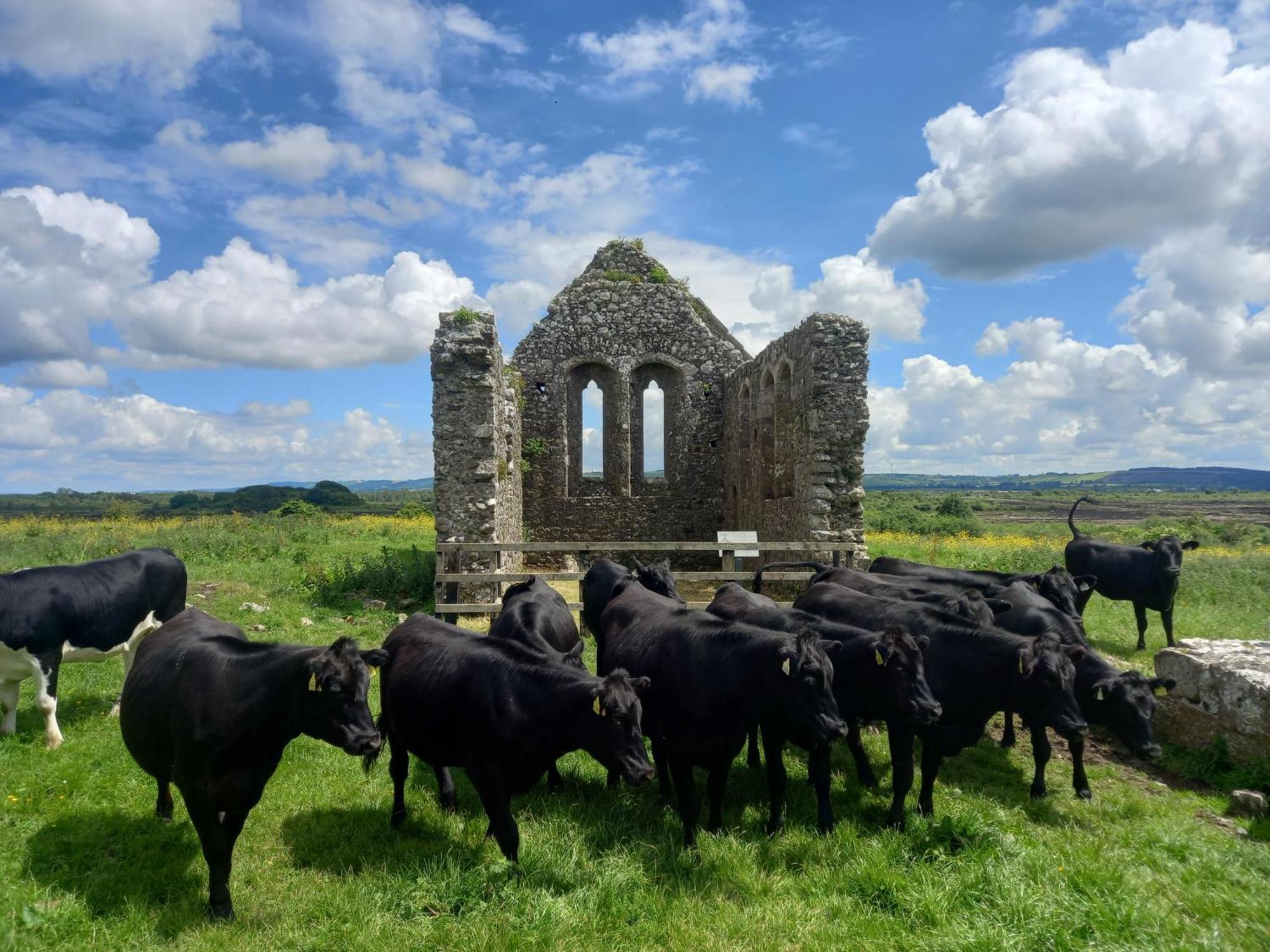 Kitty'S Cottage - Horse And Jockey, Cashel Thurles Exterior photo